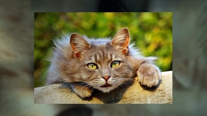 If your cat could talk, Here's what he'd tell you