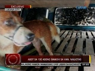 24 Oras: Aabot sa 100 asong isiniksik sa van, nailigtas