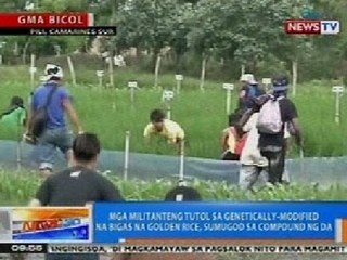 NTG: Mga militaneng tutol sa genetically-modified na bigas, sumugod sa compound ng DA sa CamSur