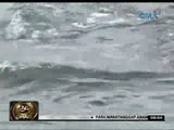 24 Oras: Walong butanding sa Lingayen Beach, pahiwatig daw na masagana sa isda ang dagat