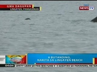 BP: 8 butanding, nakita sa Lingayen beach sa Pangasinan