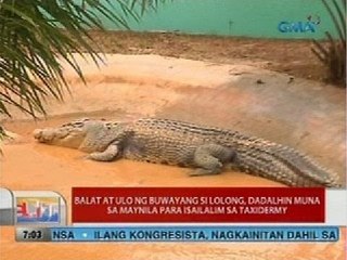 UB: Balat at ulo ng buwayang si Lolong, dadalhin muna sa Maynila para isailalim sa taxidermy