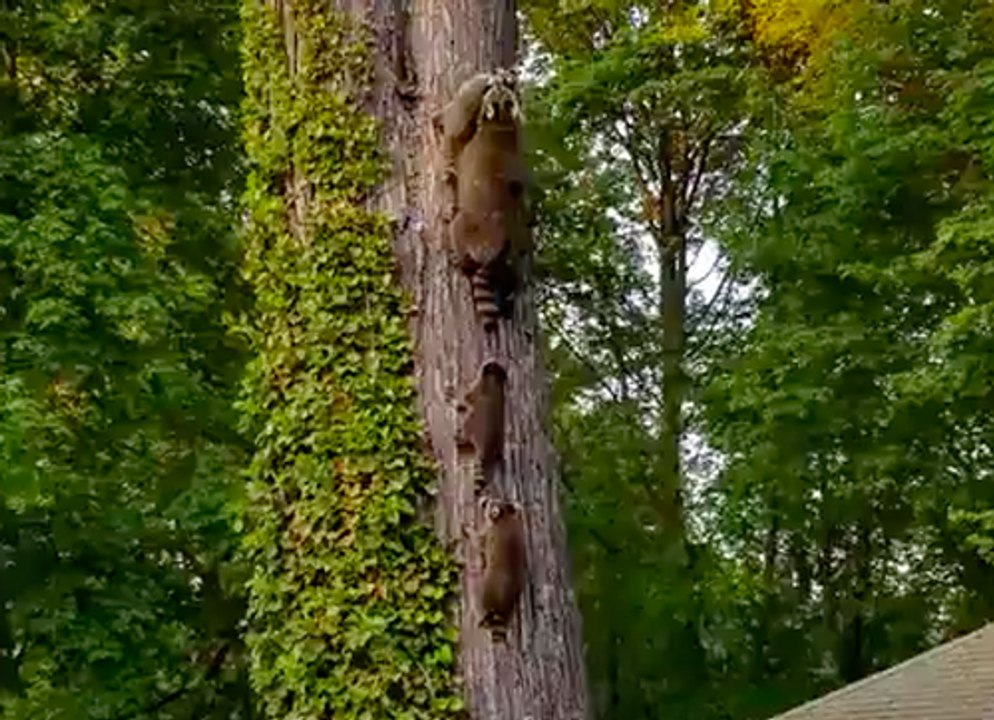 Une maman raton laveur rentre ses bébés !
