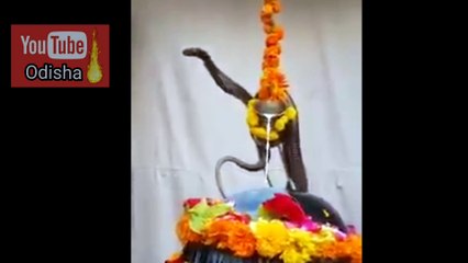Live Seen Gods Snake In Temple.