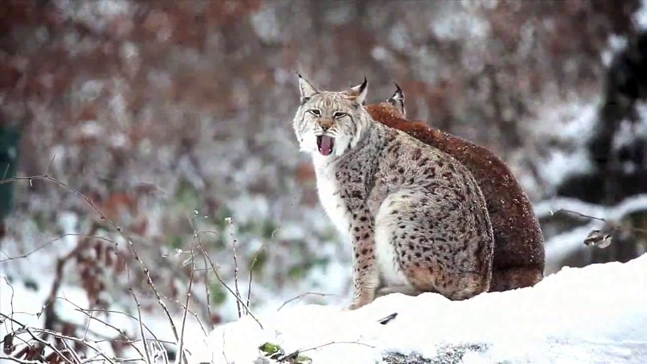 Eurasian lynx