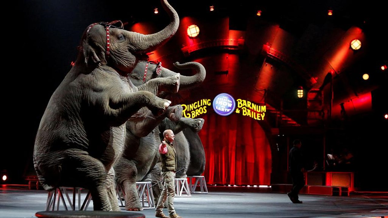 Zirkussterben trifft auch 'Großartigste Show der Welt'