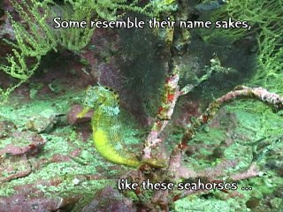 Discover Scuba Diving