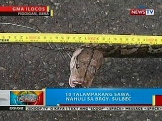 BP: 10 talampakang sawa, nahuli sa Pidigan, Abra