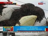 BP: Mahigit P1-M halaga ng seaweeds, nasabat sa Danao City, Cebu