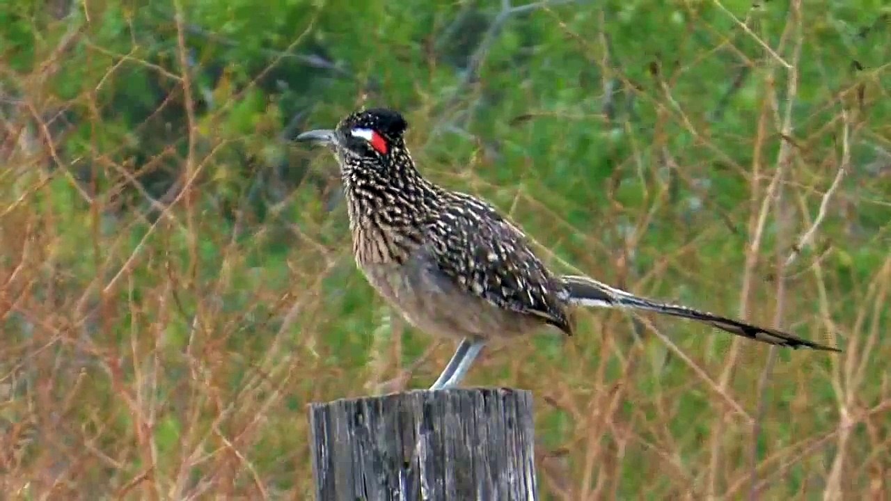 Roadrunner (Bird)