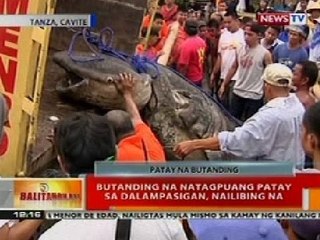 BT: Butanding na natagpuang patay sa dalampasigan sa Cavite, nailibing na