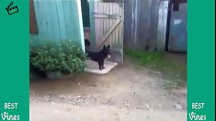Best Dog Vines Compilation | Top Funny Pets 2017