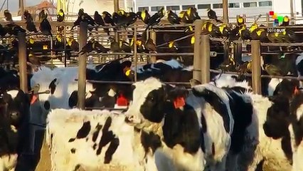 Chris Hedges : Days of Revolt - The Assault of the Animal Agriculture Industry