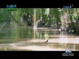 Born to be Wild: Watch the PHL Sailfin Lizard walk on water