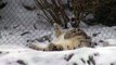 Polar Bears and Snow Leopards Play in the Snow - Cincinnati Zoo