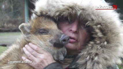 Léon, le marcassin qui préfère les humains