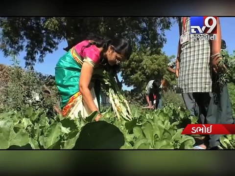 Teacher gives farming training to kids in Dabhoi, Vadodara - Tv9 Gujarati