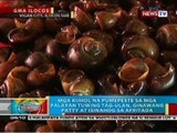 BP: Mga kuhol, ginagawang patty at sahog sa afritada sa Vigan city, Ilocos Sur
