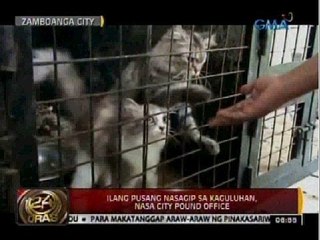 24 Oras: Ilang pusang nasagip sa kaguluhan, nasa city pound office