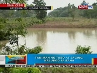 BP: Taniman ng tubo at saging sa Negros Or., nalubog sa baha
