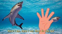 Finger Family Shark Family Nursery Rhyme | Animal Finger Family | Fish Finger Family for children