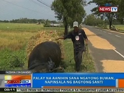 NTG: Palay na aanihin sana ngayong buwan sa Zambales, napinsala ng Bagyong Santi