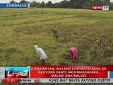 NTVL: Mga magsasaka sa Zambales, malaki ang lugi dahil sa pananalasa ng Bagyong Santi