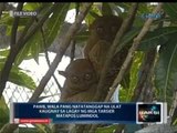 Saksi: PAWB, wala pang natatanggap na ulat kaugnay ng lagay ng mga tarsier