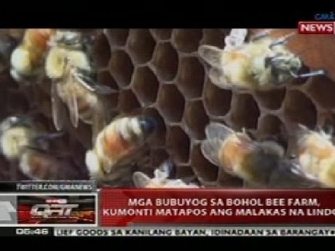 QRT: Mga bubuyog sa Bohol bee farm, kumonti matapos ang malakas na lindol