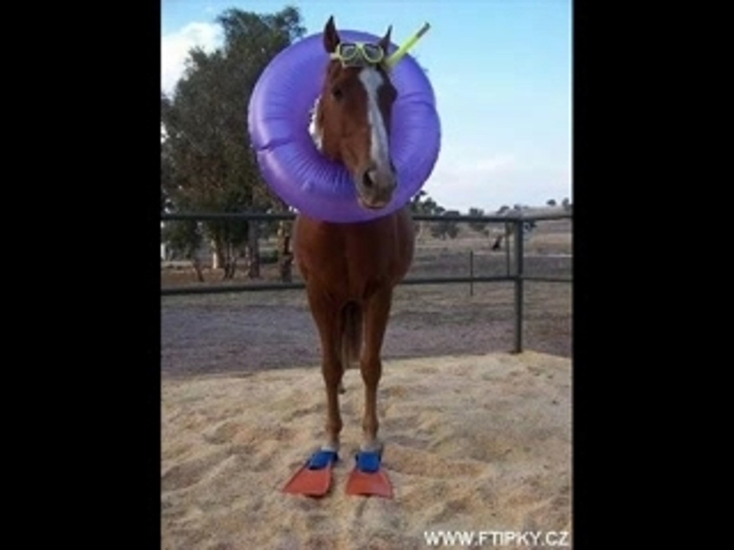 ⁣Funny horses:-)