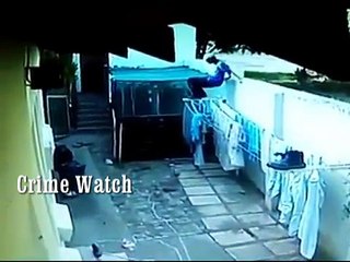 Watch Two Bull Terriers attack intruder