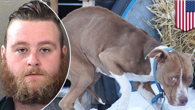 Bestiality: Florida boned pit bull more than 100 times over three years, police say