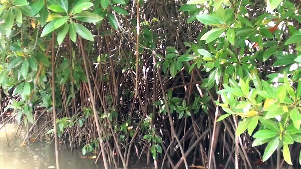 Pichavaram_mangroven