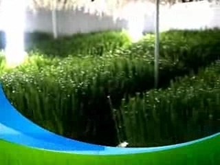 Wheat Grass Ultra Violet Sterilized