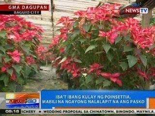 NTG: Iba't ibang kulay ng Poinsettia, mabili na ngayong nalalapit na ang pasko