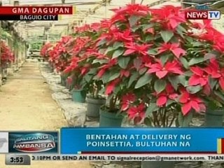 BP: Mga Poinsettia sa isang farm sa Baguio City, mabenta na
