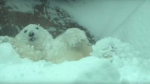 Ces animaux d'un zoo américain s'éclatent dans la neige !