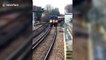 Hilarious moment train delayed after swan refuses to get off track for two miles