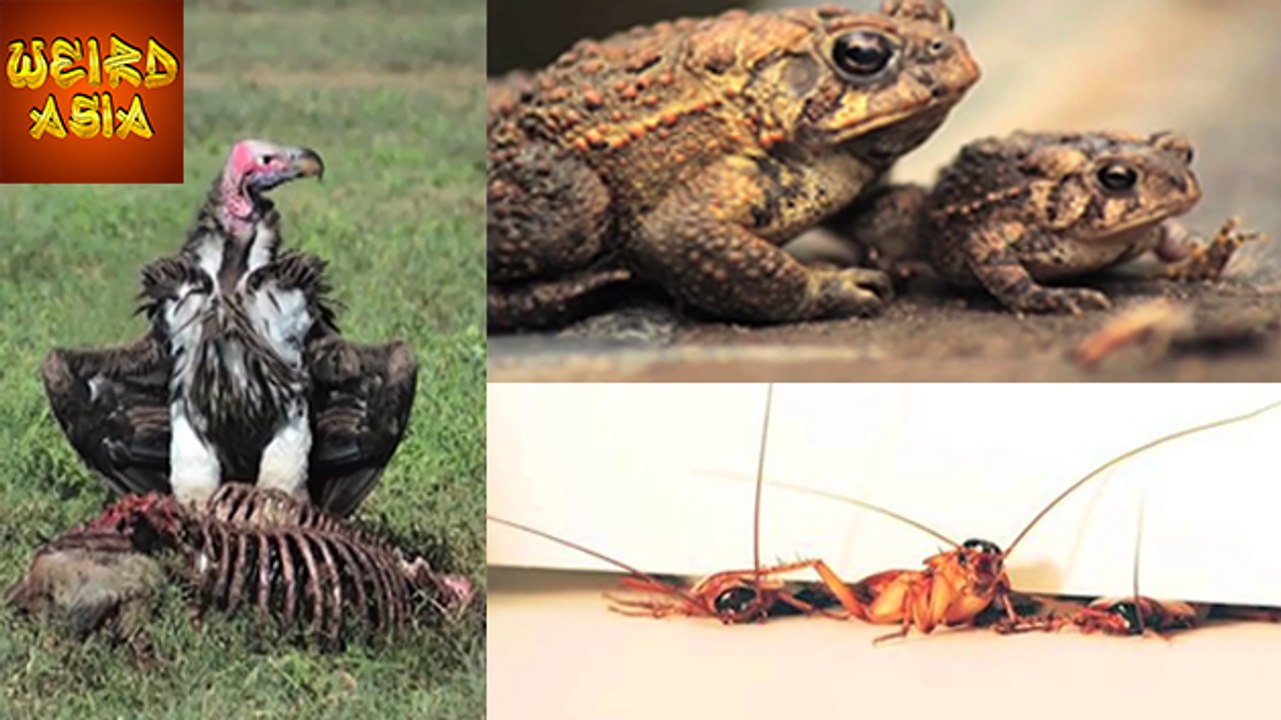 Top 5 MOST DISGUSTING Animals | Weird Asia