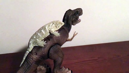 Ce lézard se balade sur un dinosaure !