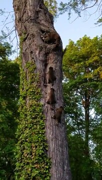 Cette maman raton laveur rentre ses bébés ... Trop mignon