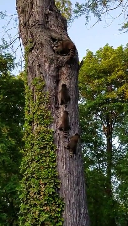 Cette maman raton laveur rentre ses bébés ... Trop mignon