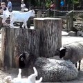 Eğlenen keçi yavrusunu zekası inanılmaz