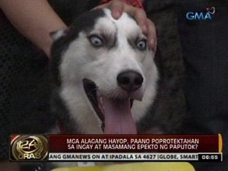 24 Oras: Mga alagang hayop, paano proprotektahan sa ingay at masamang epekto ng paputok?