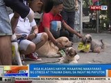 NTG: Mga alagang hayop, maaaring makaranas ng stress at trauma dahil sa ingay ng paputok