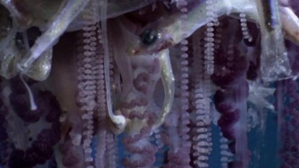 The 100-Foot Sea Critter With a Gnarly Sting