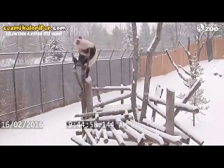 Nesli Tükeniyor Diye Şımartıldıkça Şımartılan Pandadan Saçma Sapan Hareketler