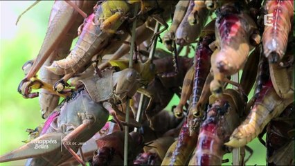 Java, l'île verte - Echappées Belles