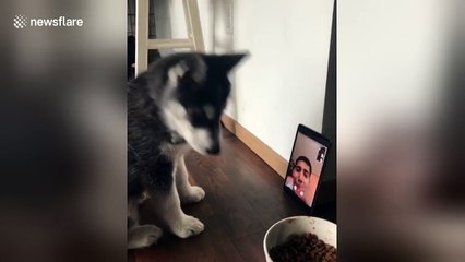Husky puppy 'Face Times' with owner for the first time