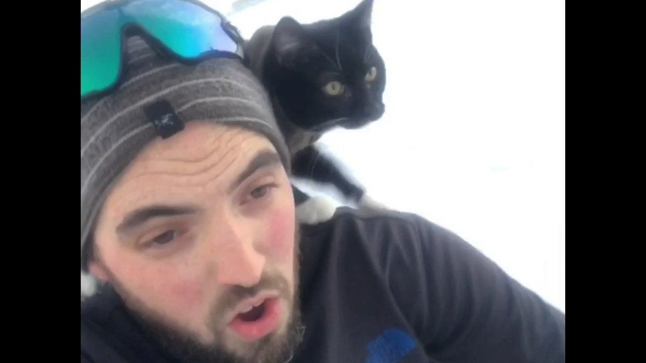 Faire de la luge avec son chat